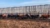 6u Cattle Company 820 Heifers 158 Head Manning Ab