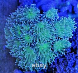 Coral frags LPS Torch gold branching hammer Galaxy Favia Elegance Goniopora
