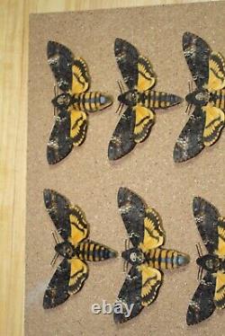 Death's Head Hawk Moths (Acherontia atropos) x8