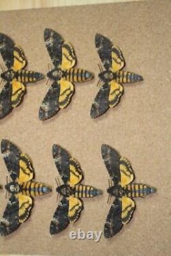 Death's Head Hawk Moths (Acherontia atropos) x8