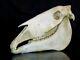 Real Horse Skull With Jaw Taxidermy Skeleton Head Bones Mari Lwyd Vet Study Aid
