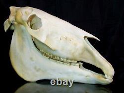 Real Horse Skull with Jaw taxidermy skeleton head bones Mari Lwyd vet study aid