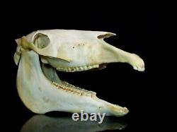 Real Horse Skull with Jaw taxidermy skeleton head bones Mari Lwyd vet study aid