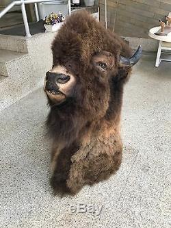 Trophy Buffalo Shoulder Mount, Monster Bull, Bison Head, Antler Taxidermy