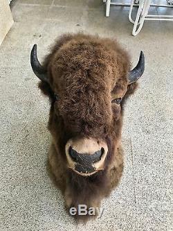 Trophy Buffalo Shoulder Mount, Monster Bull, Bison Head, Antler Taxidermy