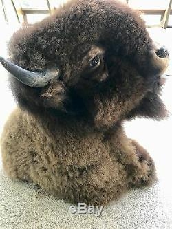 Trophy Buffalo Shoulder Mount, Monster Bull, Bison Head, Antler Taxidermy