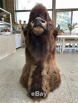 Trophy Buffalo Shoulder Mount, Monster Bull, Bison Head, Antler Taxidermy