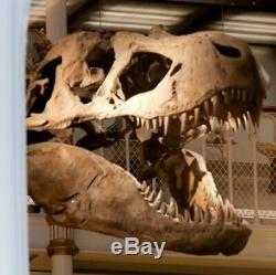 Tyrannosaurus Skull Pre Historic Dinosaur Bone Big Sculpture Head Trex Large New